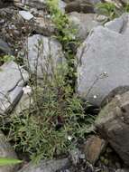 Image of Epilobium platystigmatosum C. B. Robinson