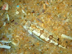 Image of Limnichthys