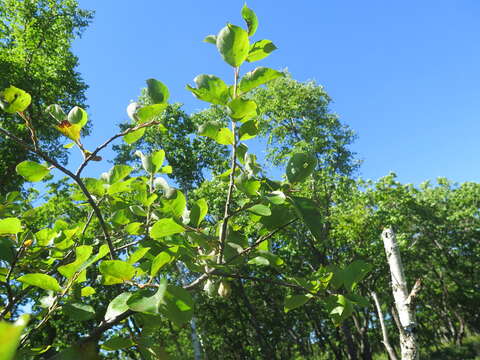 Image of Salix abscondita Lackschew.