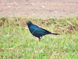 Image of Rueppell's Glossy-Starling