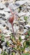 Image of entireleaf mountain-avens