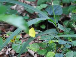 Слика од <i>Eurema <i>floricola</i></i> floricola