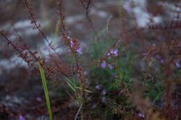 Imagem de Dicerandra frutescens var. immaculata (Lakela) D. B. Ward