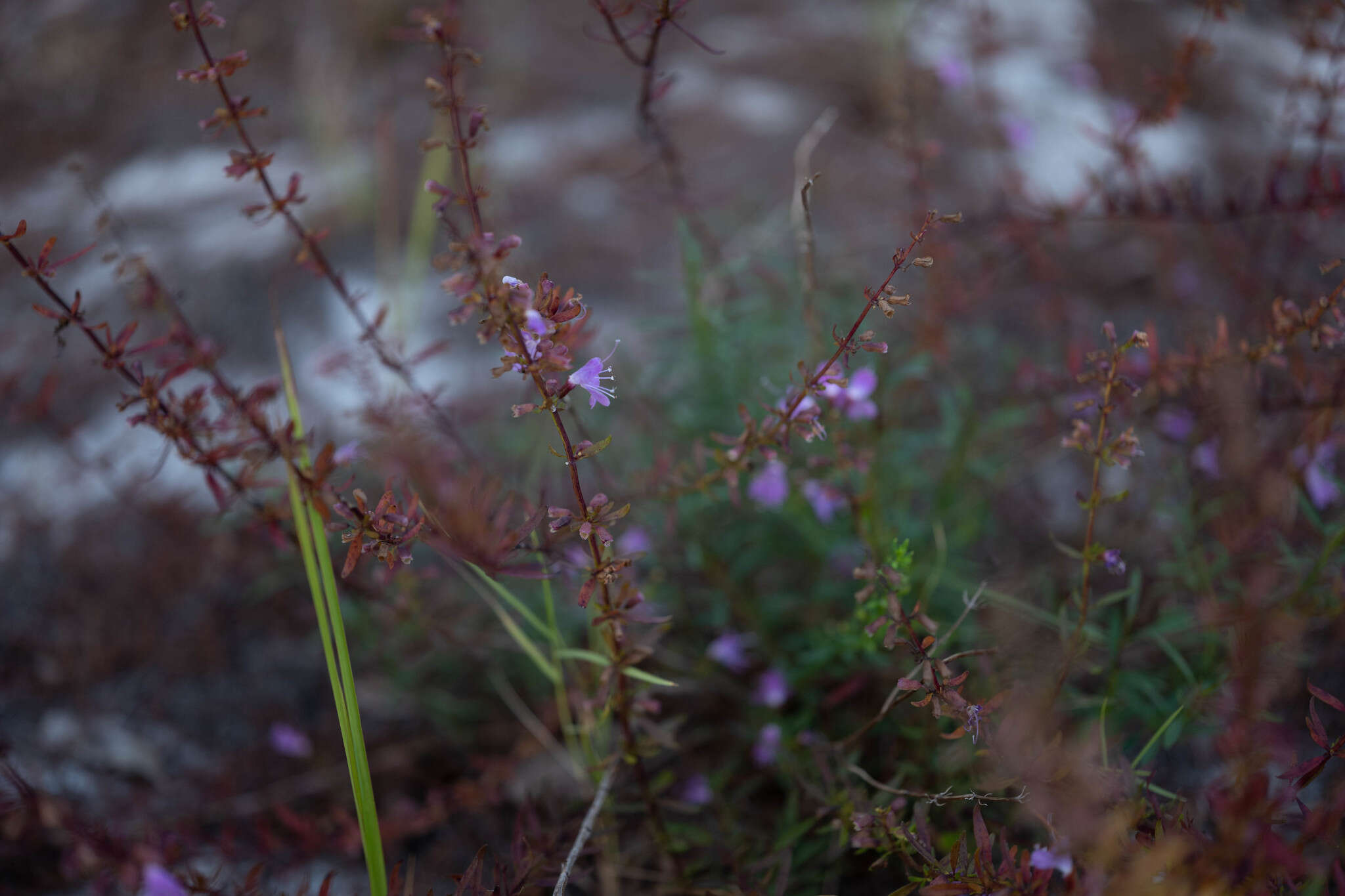 Imagem de Dicerandra frutescens var. immaculata (Lakela) D. B. Ward