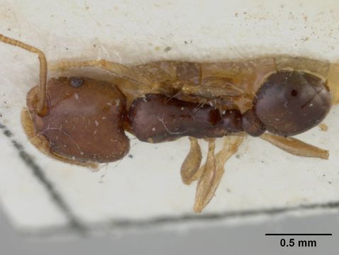 Image of <i>Tetramorium signatum</i> Emery 1895