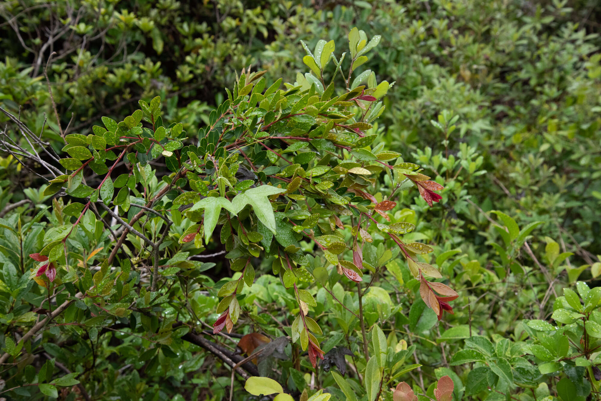 Image of Syzygium buxifolium Hook. & Arn.