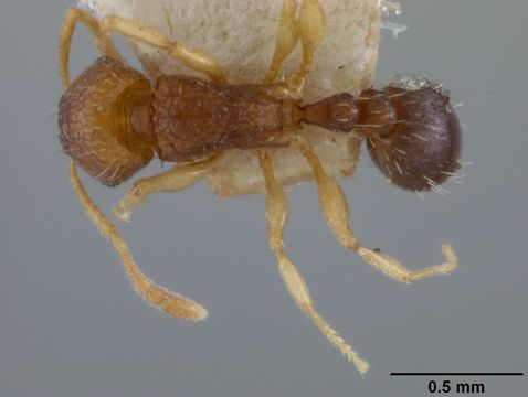 Image of <i>Tetramorium caespitum</i> ssp. <i>ghindanum</i> Forel