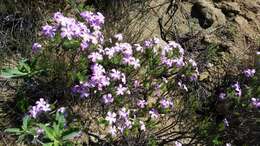 Image of Linanthus californicus (Hook. & Arn.) J. M. Porter & L. A. Johnson