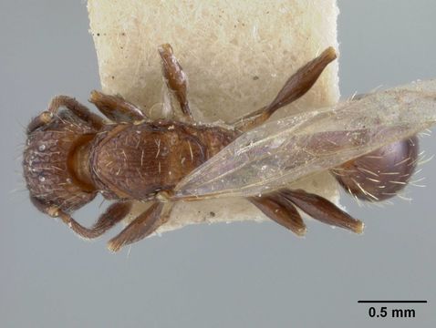 Image of <i>Tetramorium melanogyna</i> Mann 1919