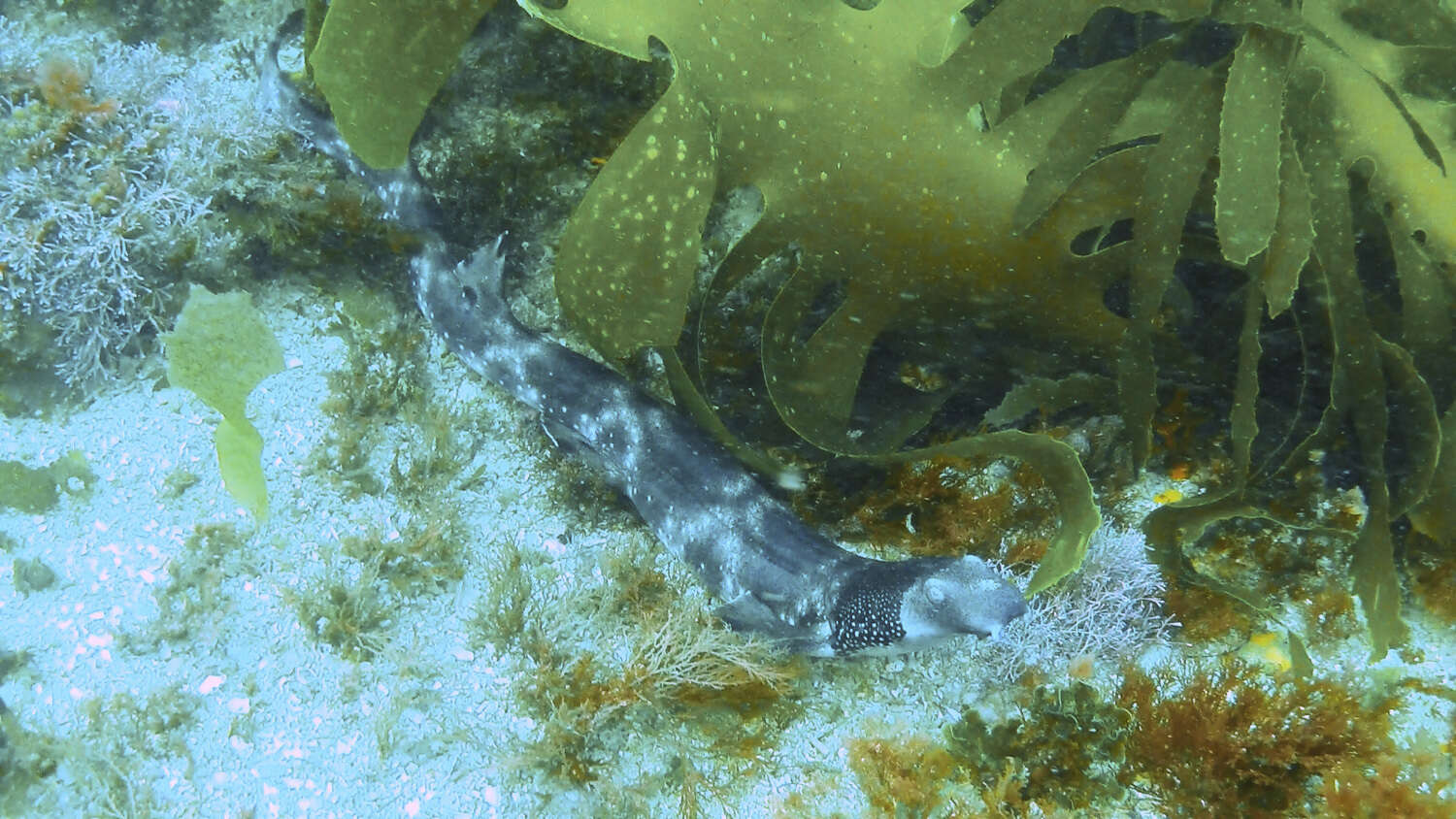 Image de Requin carpette à collier