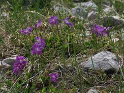 Image of Primula wulfeniana Schott