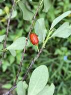 Image of Erythroxylum delagoense Schinz.