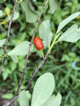 Image of Erythroxylum delagoense Schinz.