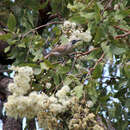 Image of Corymbia ferruginea subsp. ferruginea