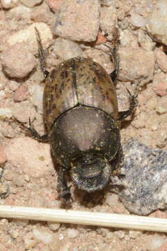 Image of Onthophagus (Palaeonthophagus) vacca (Linnaeus 1767)