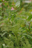 Image of witch grass