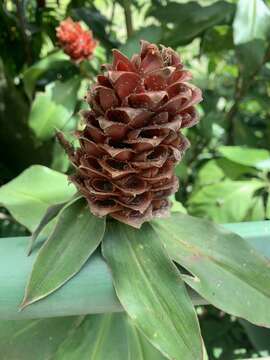 Imagem de Costus montanus Maas