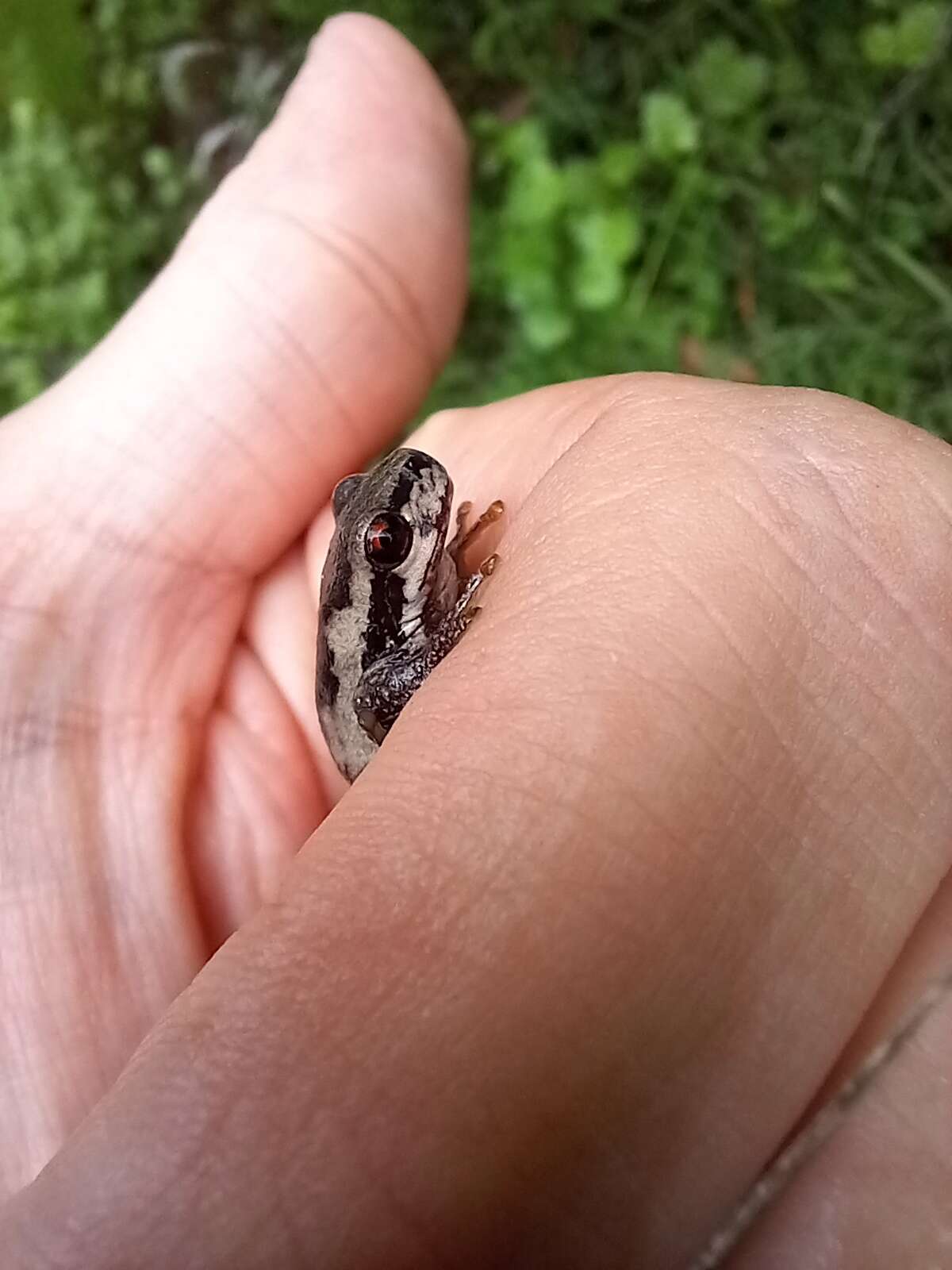 Image of Litoria quiritatus