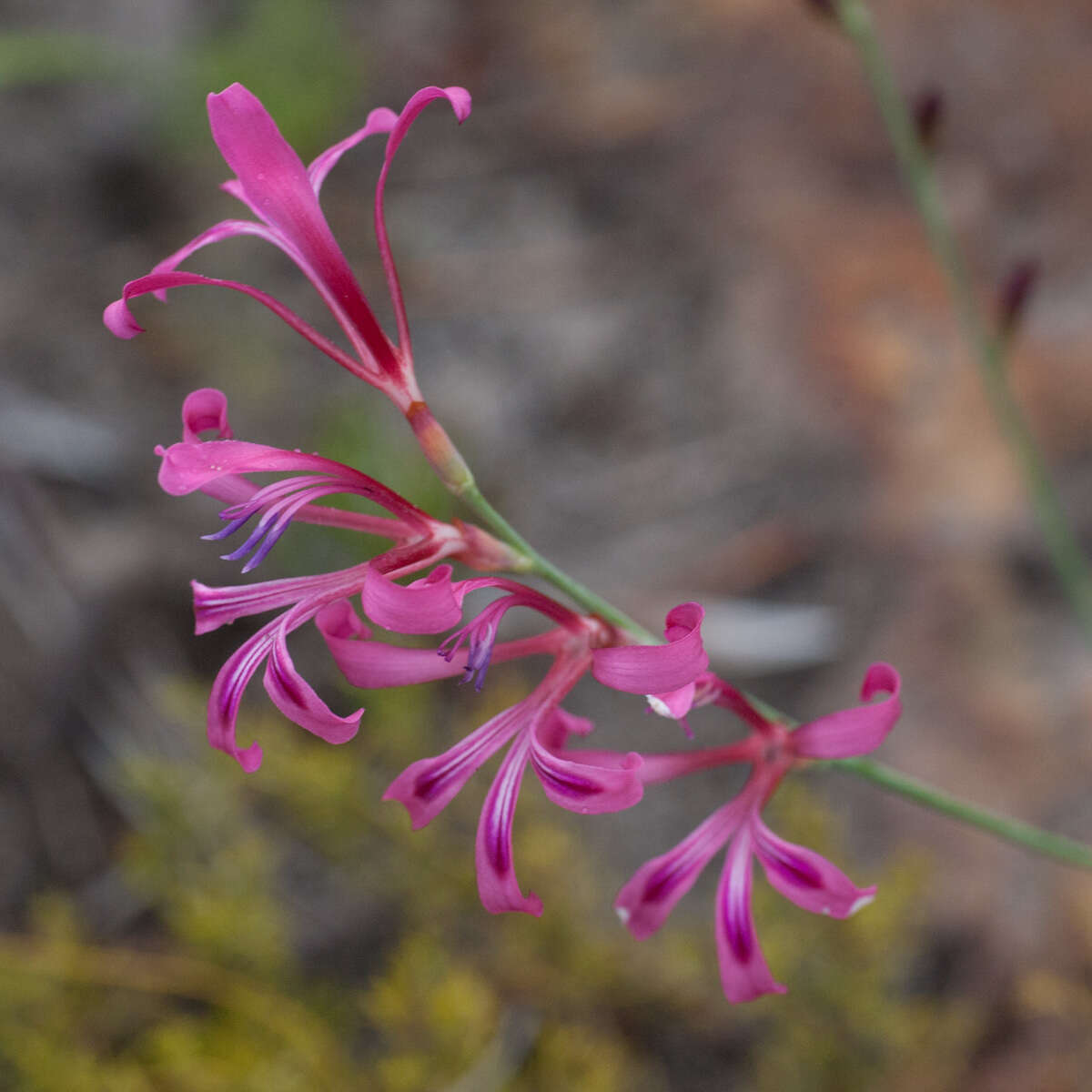 Image of Tritoniopsis ramosa (Klatt) G. J. Lewis