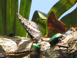 Image of Charaxes castor flavifasciatus Butler 1895