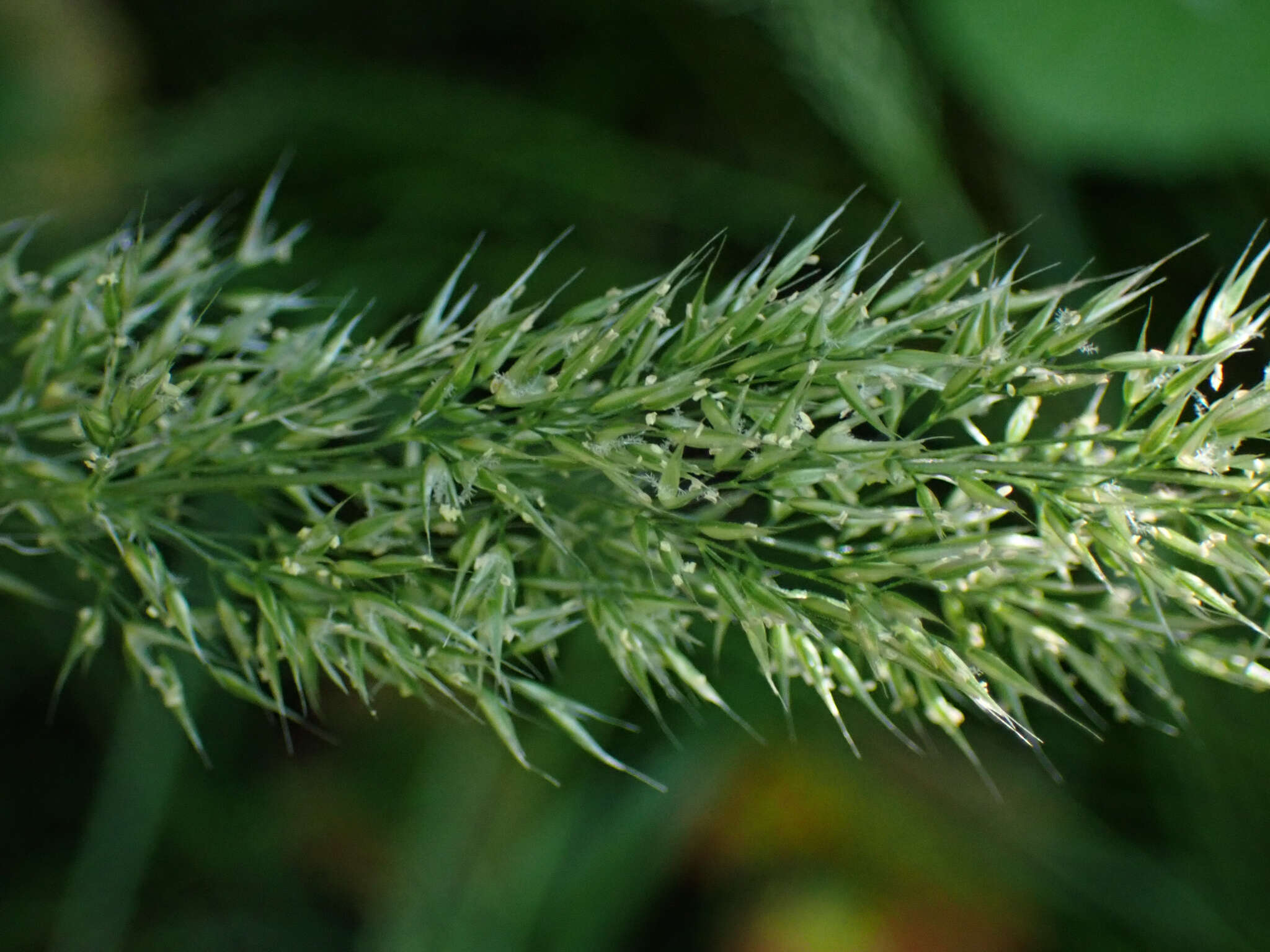 Imagem de Agrostis exarata Trin.