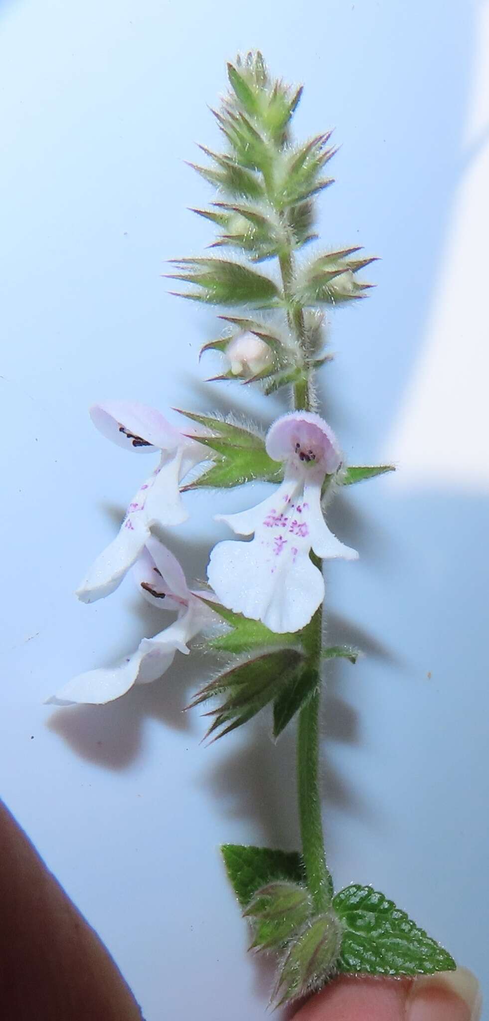 Imagem de Stachys natalensis var. natalensis