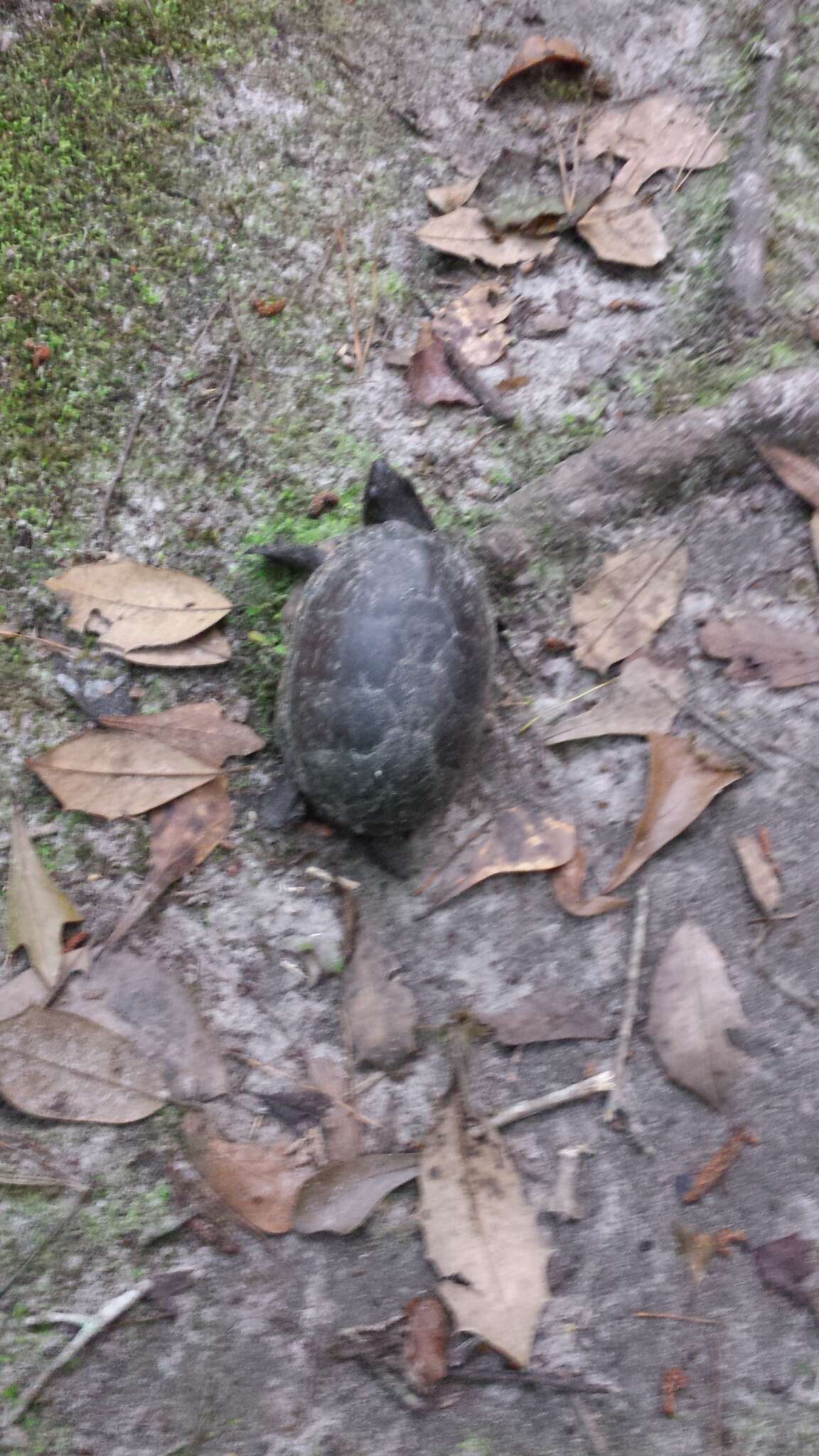 Image of Sternotherus intermedius (Scott, Glenn & Rissler 2017)