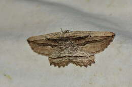 Image of Nocturnal umber