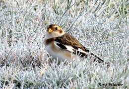 Image of Plectrophenax Stejneger 1882