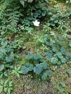 Image of Kidney-Leaf Grass-of-Parnassus