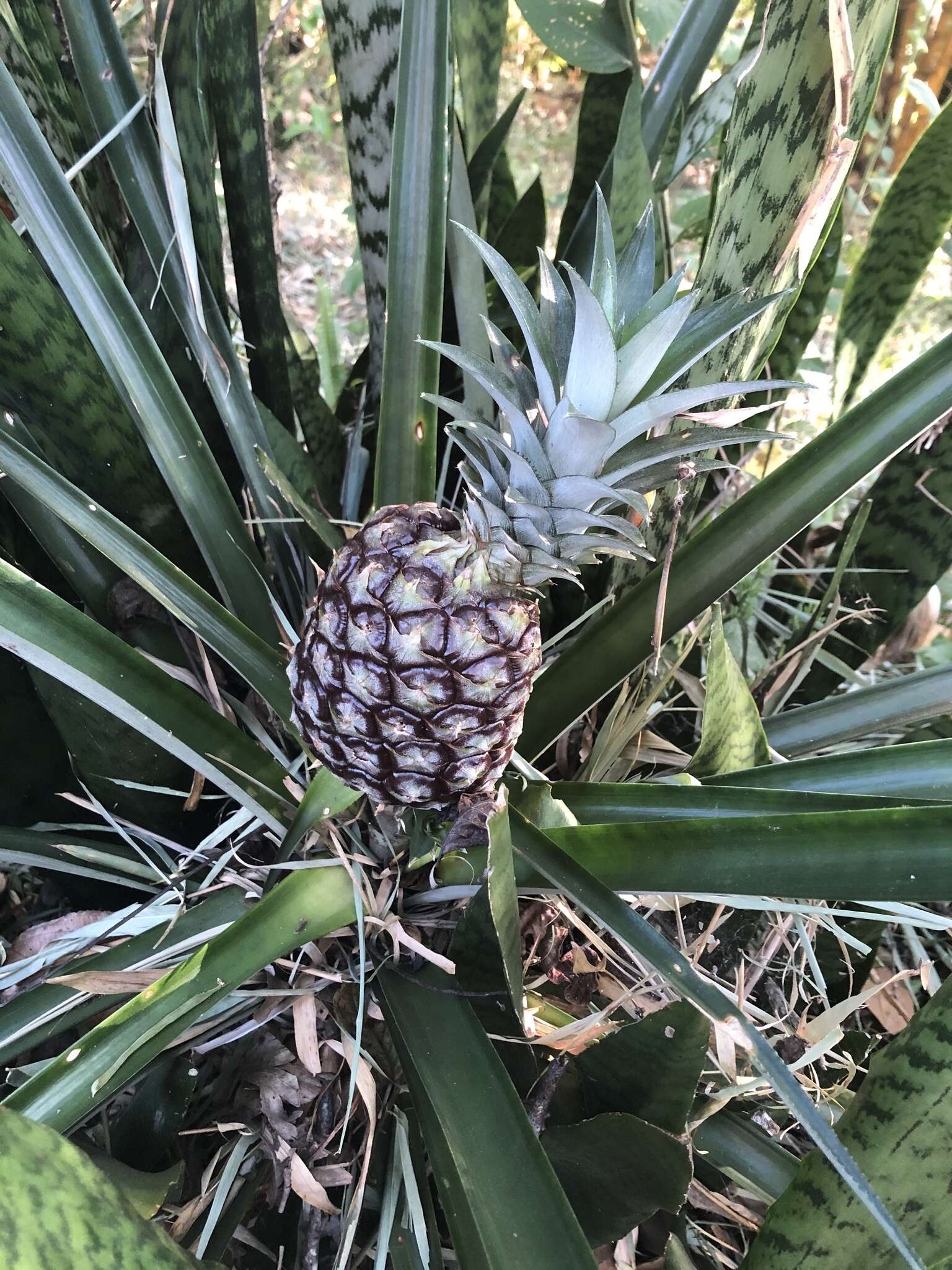 Image of Pineapples