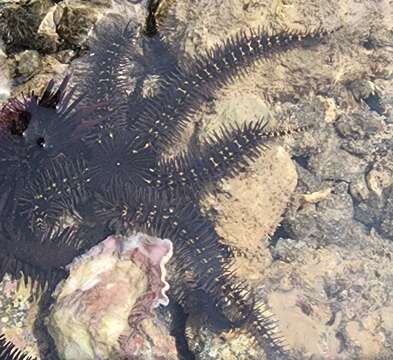 Image of Pied Brittle Star