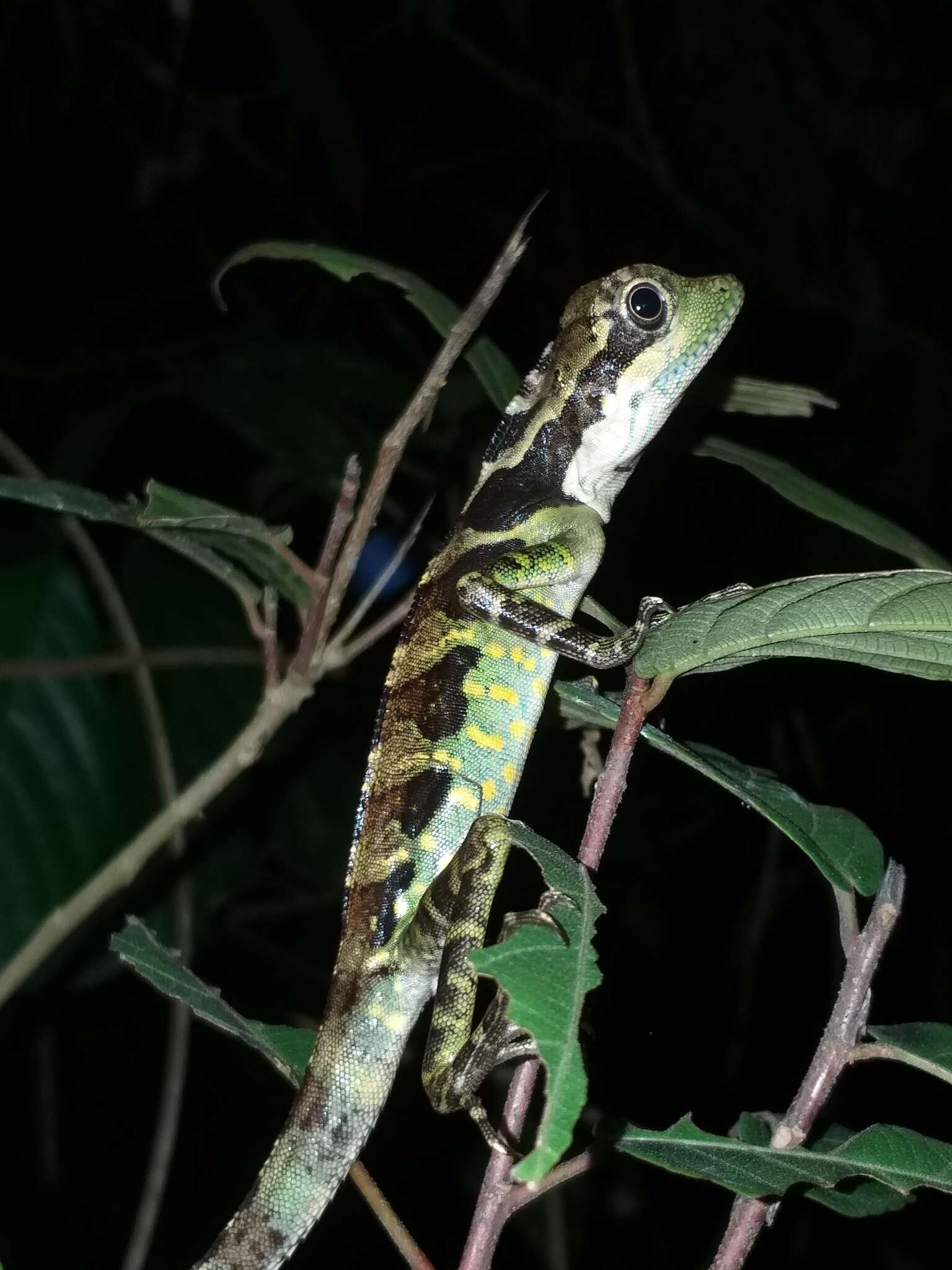 Image of Giant Forest Dragon