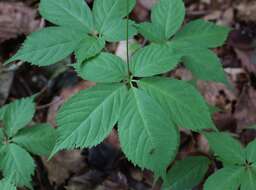 Image of Japanese ginseng