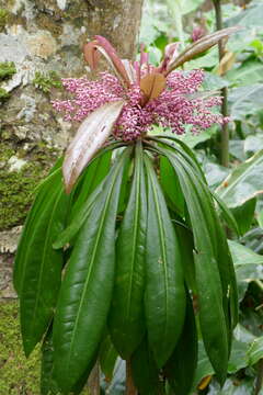 Image of Badula borbonica A. DC.