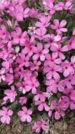 Image of Yreka phlox