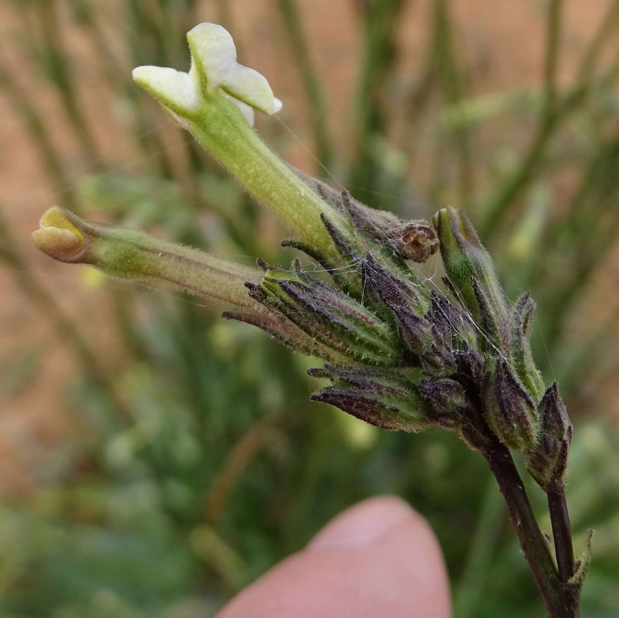 Nicotiana goodspeedii Wheeler的圖片