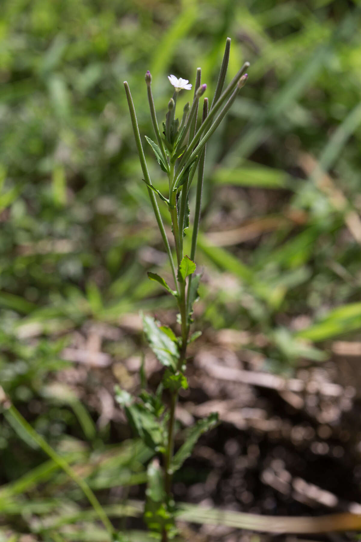 Imagem de Epilobium gunnianum Hausskn.