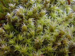 Image of racomitrium moss