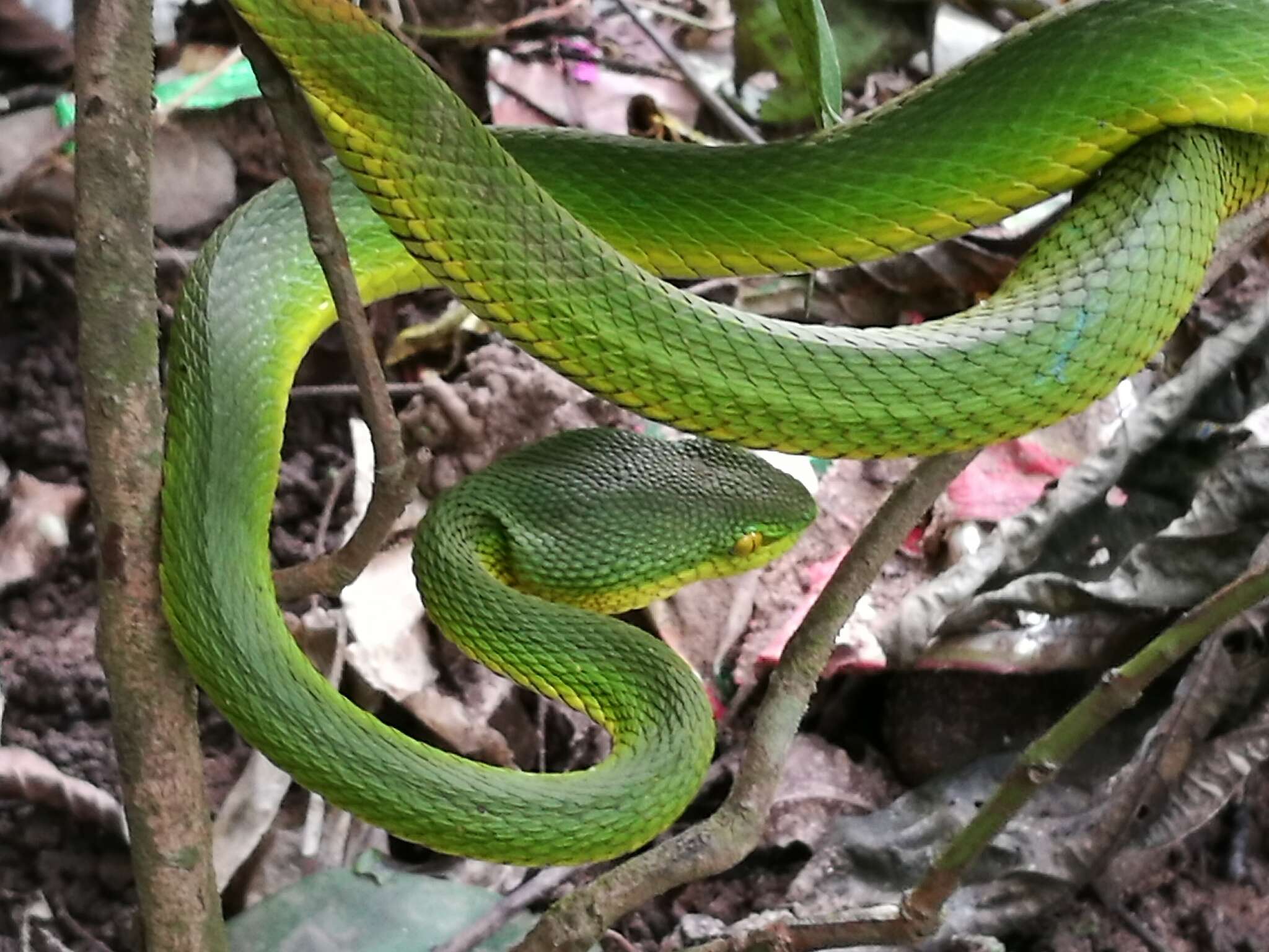 Image of Redtail (bamboo) Pit Viper