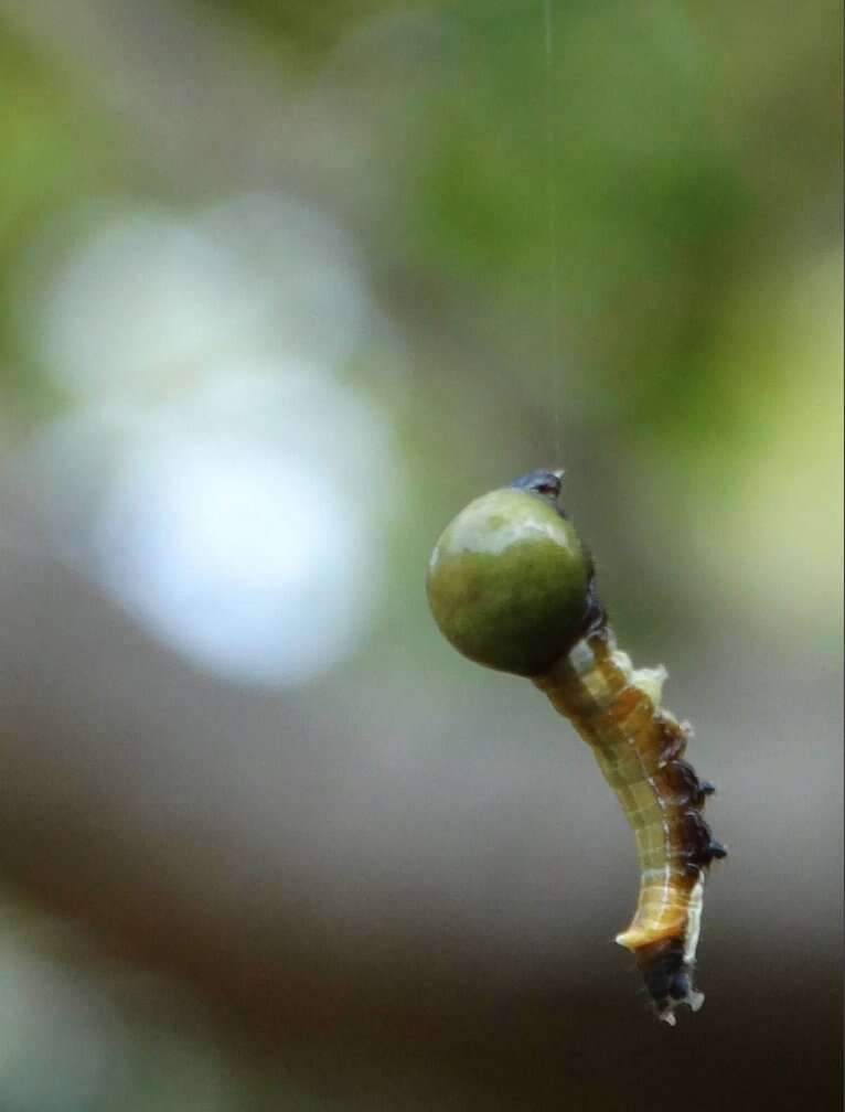 Image of Carea angulata Fabricius 1793