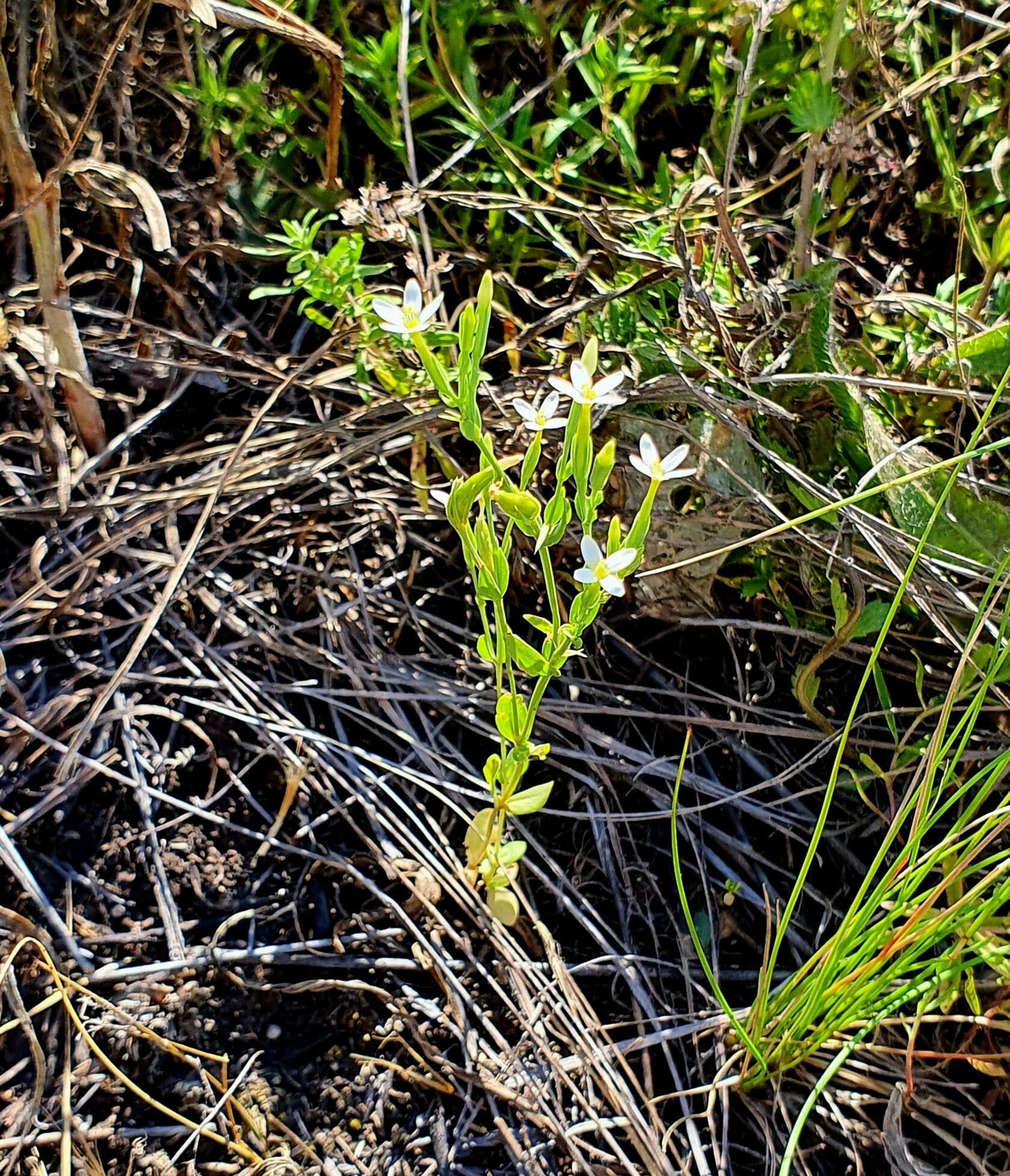 Image of Centaurium pulchellum subsp. meyeri (Bunge) Tzvel.