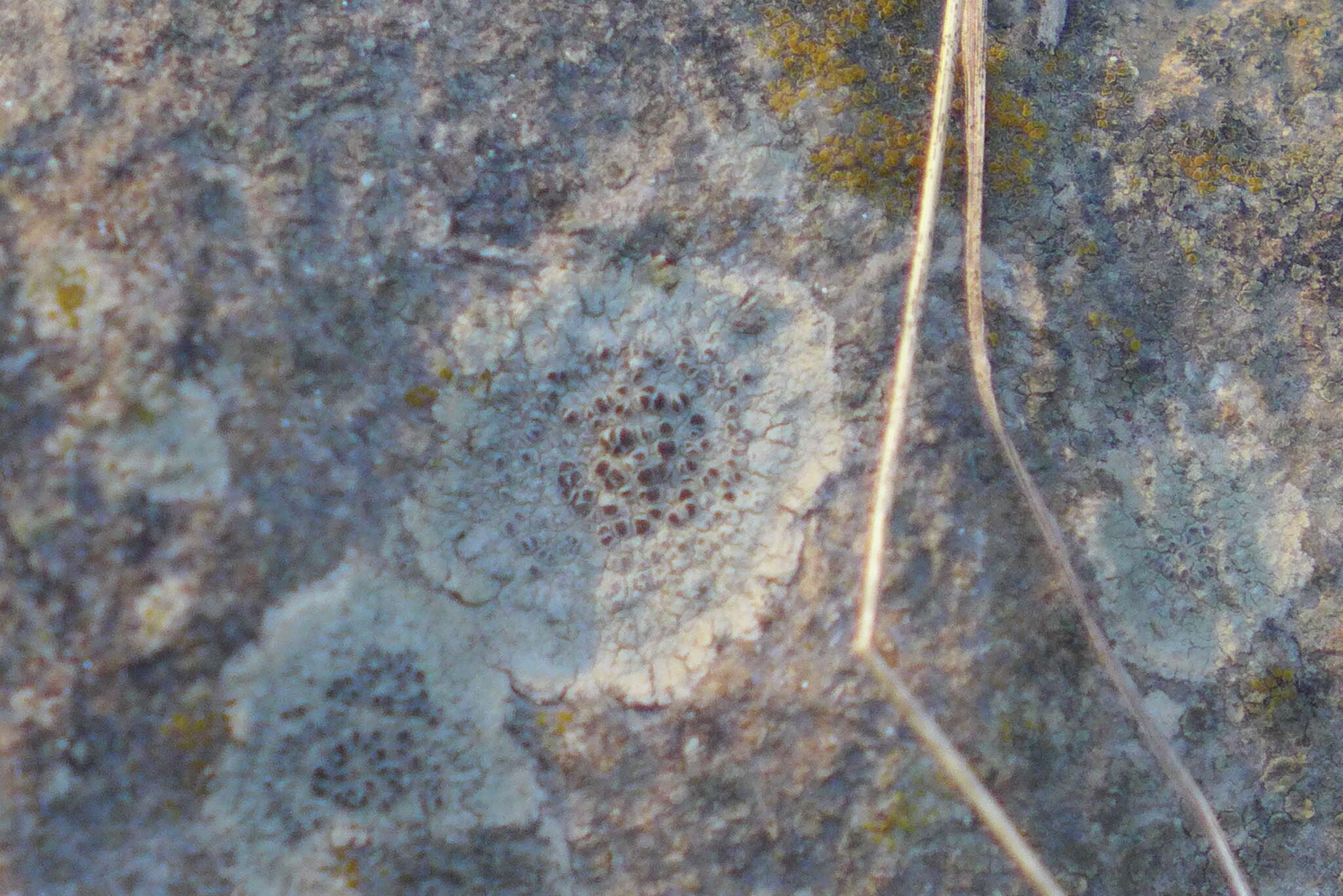 Image of rim lichen