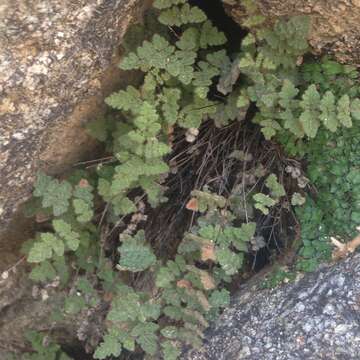 Image of Parry's lipfern