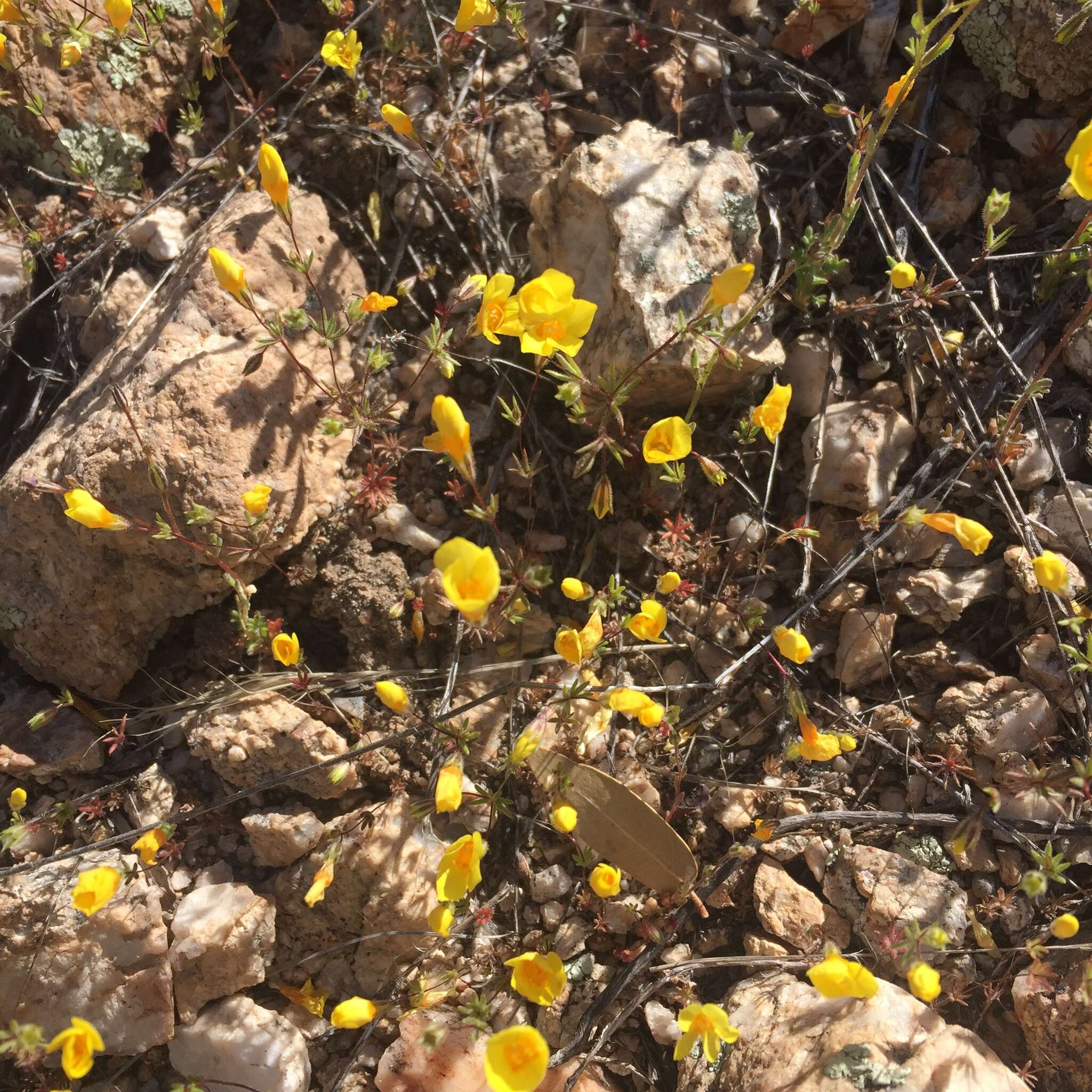 Image of golden linanthus