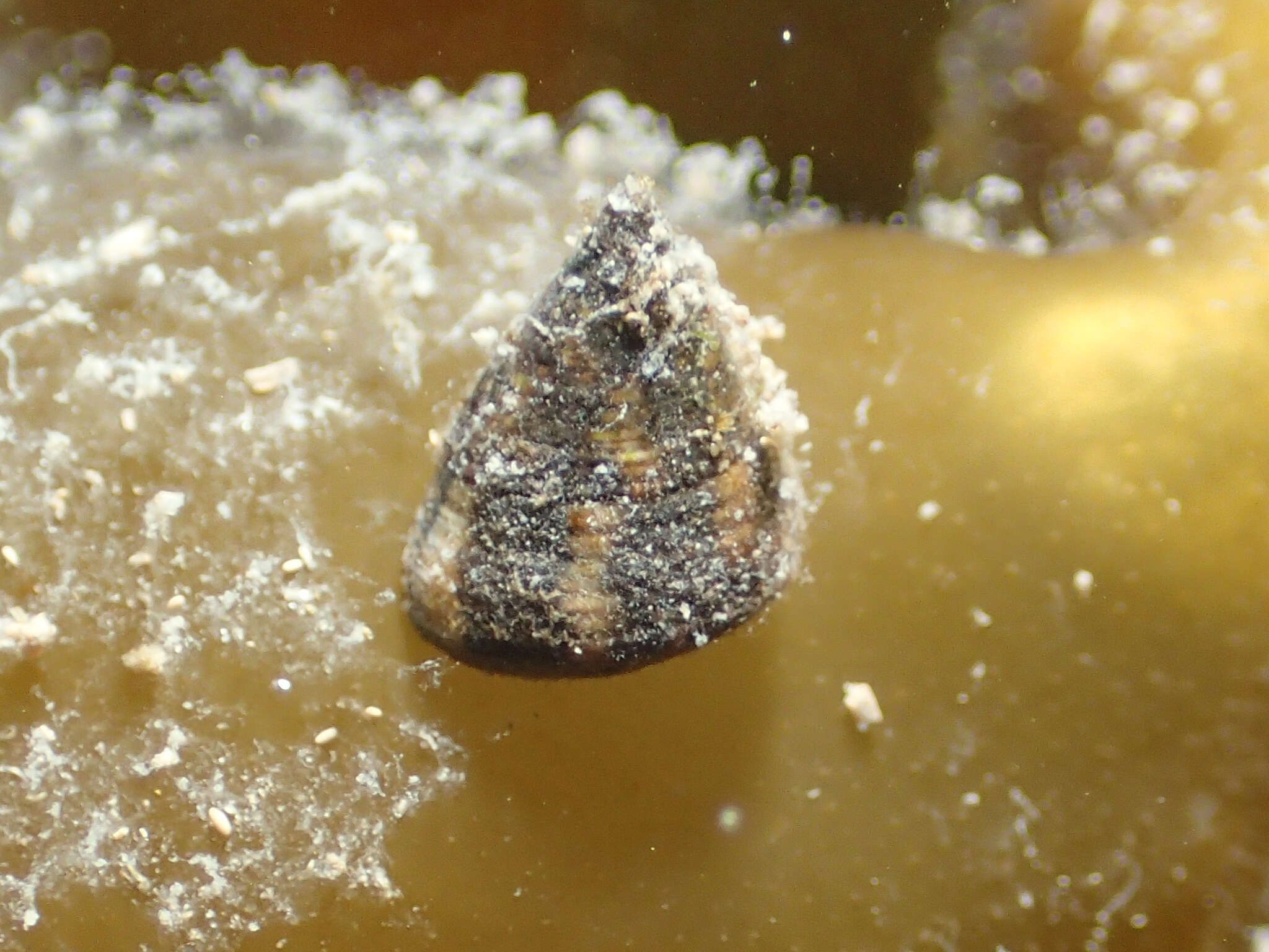 Image of Grooved Top-Shell