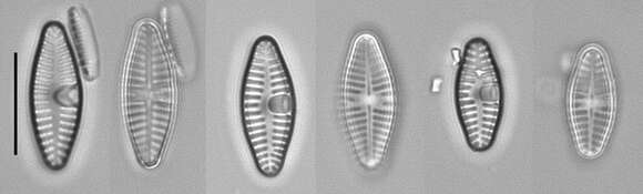 Image of Planothidium frequentissimum