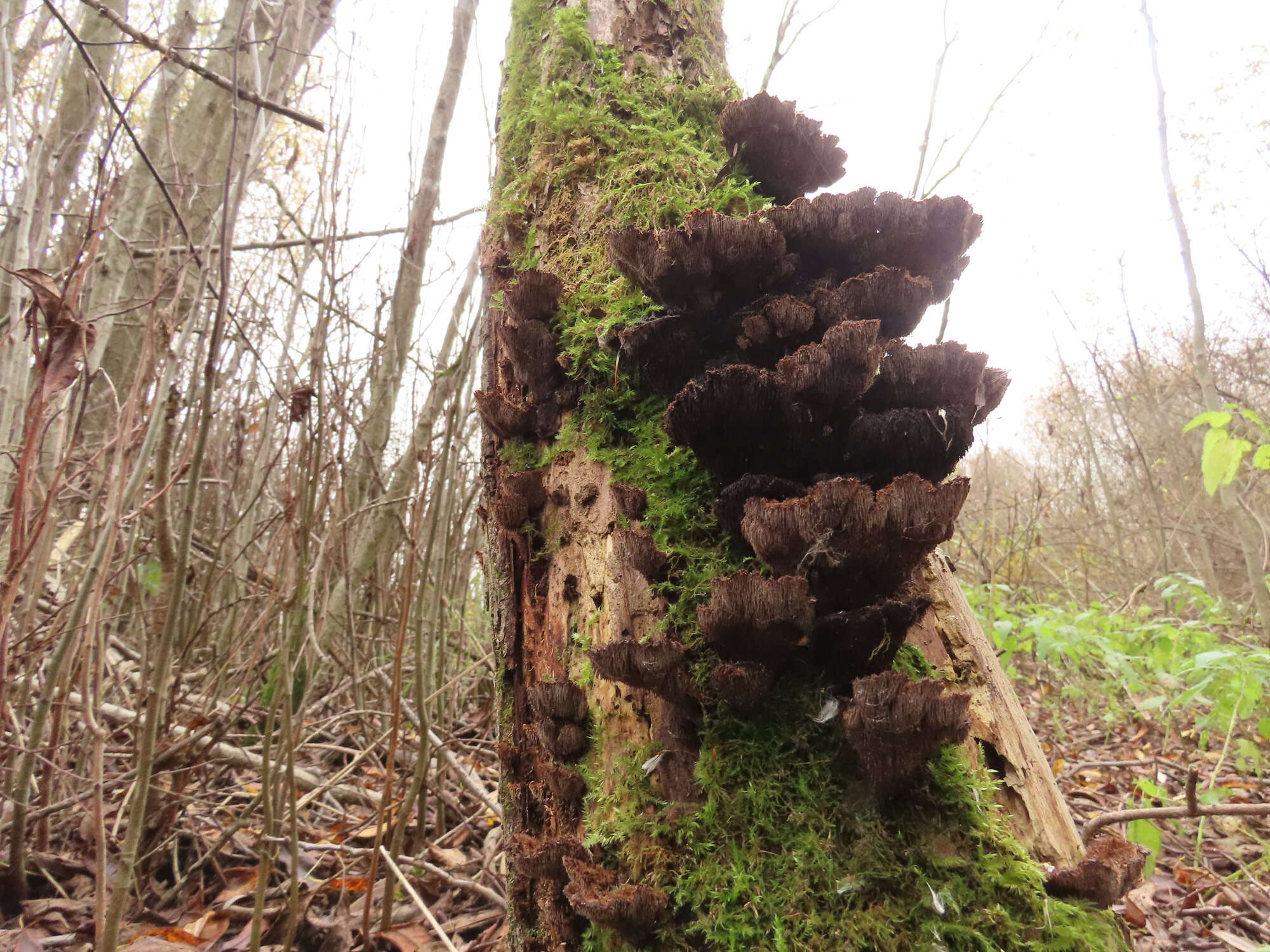 Gloiodon strigosus (Sw.) P. Karst. 1879的圖片