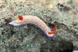 Image of Orange gilled purple lined white slug