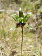 Image of Bipinnula penicillata (Rchb. fil.) Cisternas & Salazar